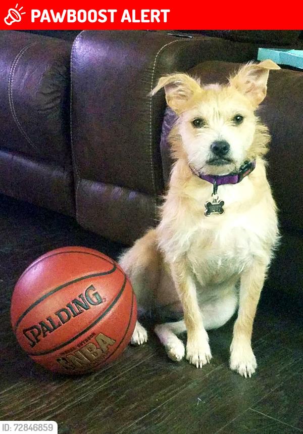 Lost Female Dog last seen I Don't Know!, Colorado Springs, CO 80903