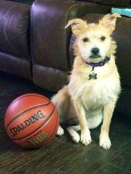 Lost Female Dog last seen I Don't Know!, Colorado Springs, CO 80903