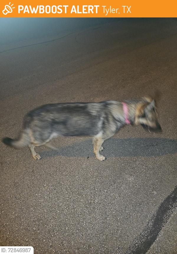 Found/Stray Unknown Dog last seen Gish Ln & East 5th St, Tyler, TX, Tyler, TX 75701