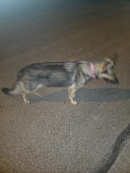 Found/Stray Unknown Dog last seen Gish Ln & East 5th St, Tyler, TX, Tyler, TX 75701