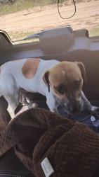 Found/Stray Male Dog last seen Bluejay Dr & friendly pl middleburg fl 32068, Clay County, FL 32068