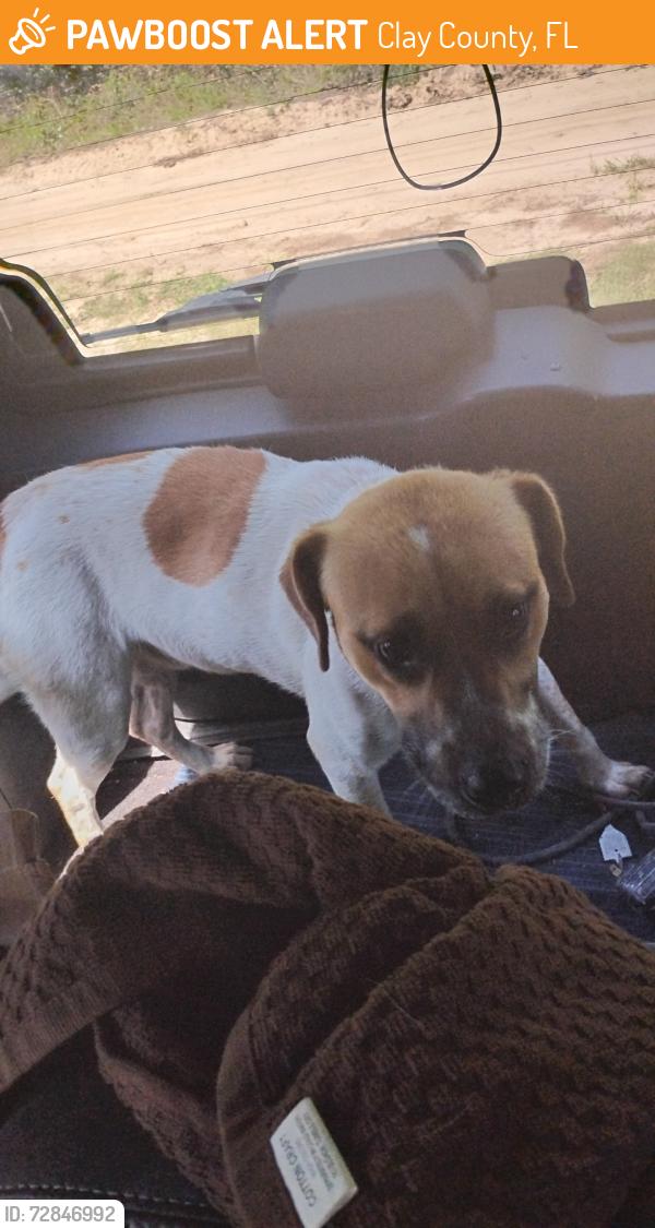Found/Stray Male Dog last seen Bluejay Dr & friendly pl middleburg fl 32068, Clay County, FL 32068