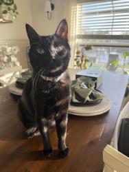 Lost Male Cat last seen Greenland Chase Community , Jacksonville, FL 32258