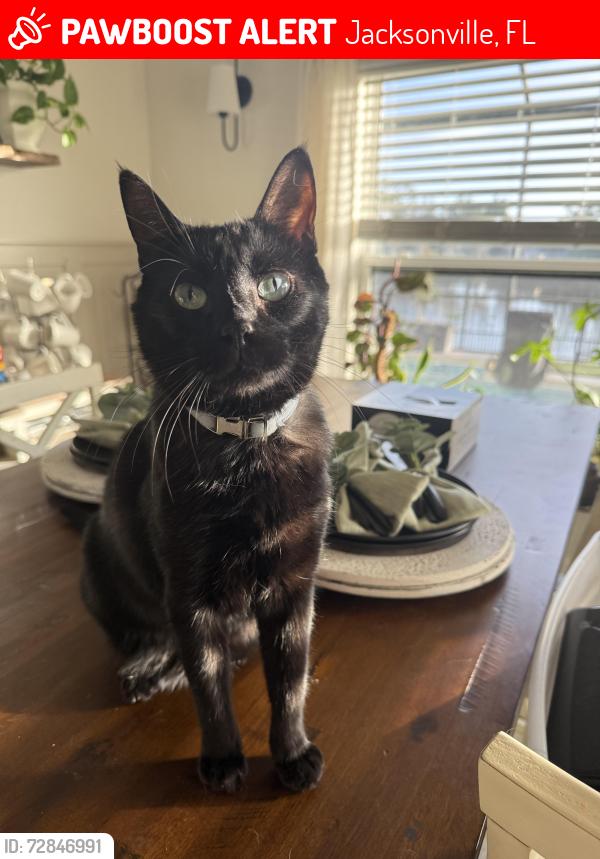 Lost Male Cat last seen Greenland Chase Community , Jacksonville, FL 32258