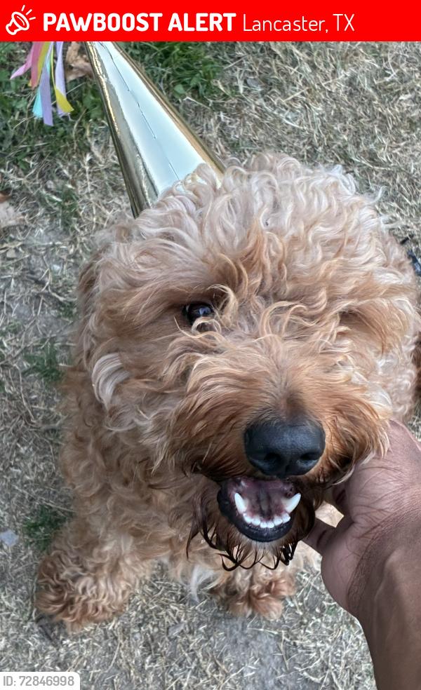 Lost Male Dog last seen Reynolds st, Lancaster, TX 75134