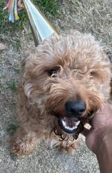 Lost Male Dog last seen Reynolds st, Lancaster, TX 75134