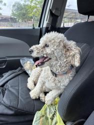 Found/Stray Female Dog last seen On bell and Everett st , Amarillo, TX 79109