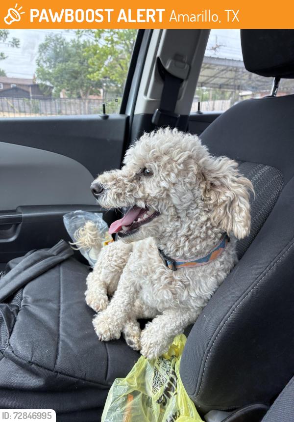 Found/Stray Female Dog last seen On bell and Everett st , Amarillo, TX 79109
