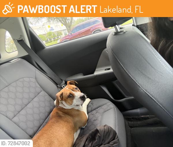 Found/Stray Female Dog last seen Airport Rd, Lakeland, FL 33811