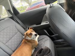 Found/Stray Female Dog last seen Airport Rd, Lakeland, FL 33811