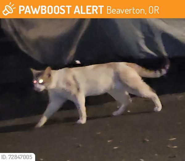 Found/Stray Unknown Cat last seen Heritage Loop, Heritage Parkway, 185th , Beaverton, OR 97006