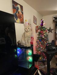 Lost Male Cat last seen Near Pineway RD, Lebanon Oregon 97355, Lebanon, OR 97355