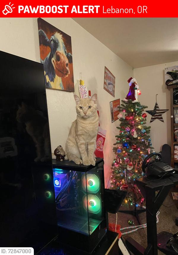 Lost Male Cat last seen Near Pineway RD, Lebanon Oregon 97355, Lebanon, OR 97355