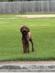Found/Stray Male Dog last seen Silverlake, Pearland, TX 77581