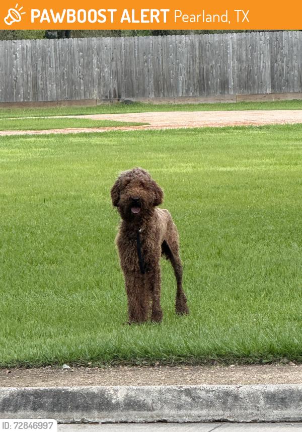 Found/Stray Male Dog last seen Silverlake, Pearland, TX 77581