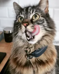 Lost Male Cat last seen Braunstone park, Leicester, England LE3 1FB
