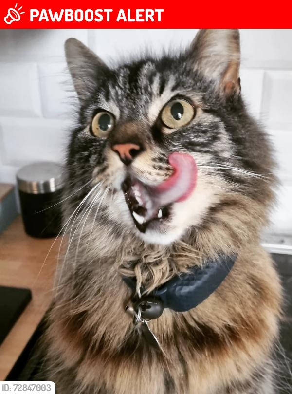 Lost Male Cat last seen Braunstone park, Leicester, England LE3 1FB