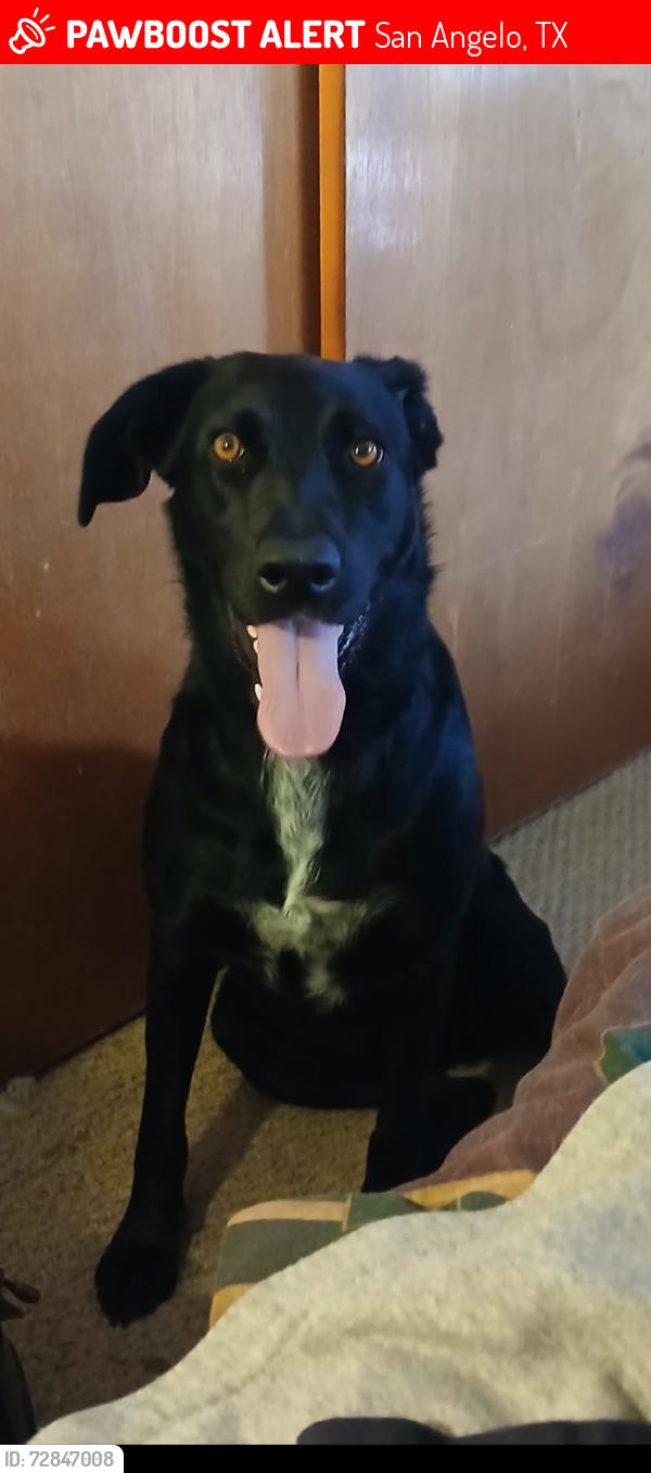 Lost Male Dog last seen Spring creek marina, San Angelo, TX 76904