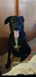 Lost Male Dog last seen Spring creek marina, San Angelo, TX 76904