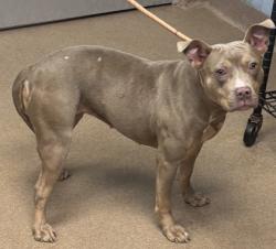 Shelter Stray Female Dog last seen Near Panola Rd, Stonecrest, GA 30038, 30038, GA, Atlanta, GA 30341
