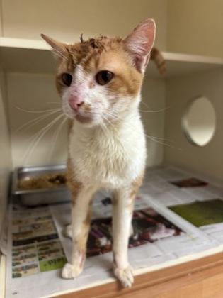 Shelter Stray Male Cat last seen Near WILLOWICK DRIVE Lithonia, 30038, 30038, GA, Atlanta, GA 30341