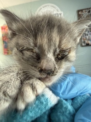 Shelter Stray Female Cat last seen Pamlico County, NC , New Bern, NC 28562