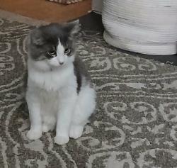 Lost Male Cat last seen 8th Street & Jennette Avenue , Grand Rapids, MI 49504