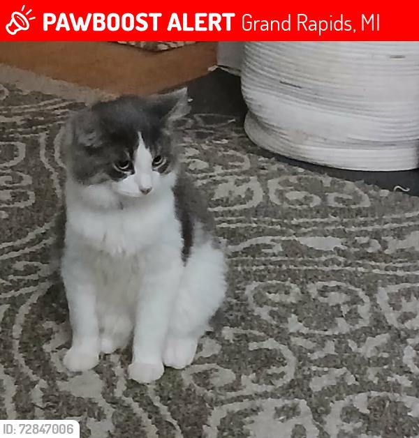 Lost Male Cat last seen 8th Street & Jennette Avenue, Grand Rapids, MI 49504