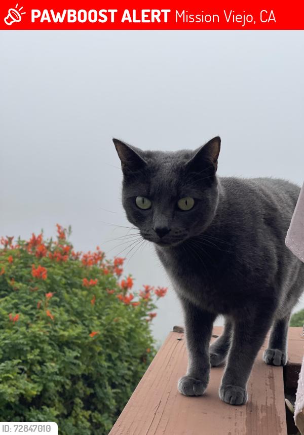 Lost Female Cat last seen El Mirador Community, Mission Viejo, CA 92691