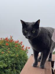 Lost Female Cat last seen El Mirador Community, Mission Viejo, CA 92691