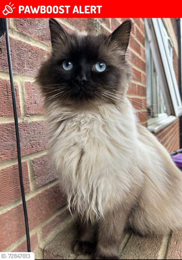 Lost Male Cat last seen Down a street, Ormesby Saint Margaret, England NR29