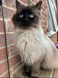 Lost Male Cat last seen Down a street, Ormesby Saint Margaret, England NR29