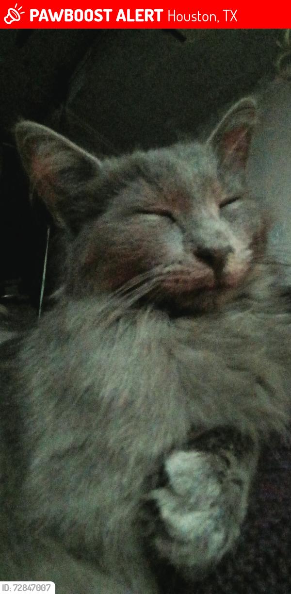 Lost Male Cat last seen Yale @ i10, Houston, TX 77007