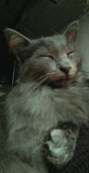 Lost Male Cat last seen Yale @ i10, Houston, TX 77007