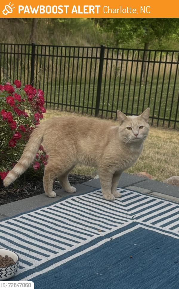 Found/Stray Male Cat last seen Laughing gull drive , Charlotte, NC 28278