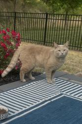 Found/Stray Male Cat last seen Laughing gull drive , Charlotte, NC 28278