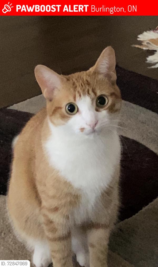 Lost Female Cat last seen Thomas 🚂 Alton Boulevard, Burlington, ON 