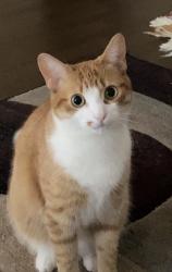 Lost Female Cat last seen Thomas 🚂 Alton Boulevard, Burlington, ON 