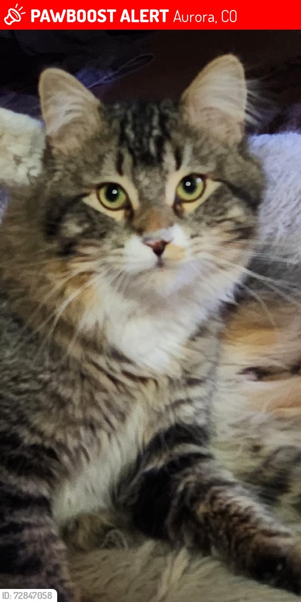 Lost Male Cat last seen 17th &Clinton st, Aurora, CO 80010