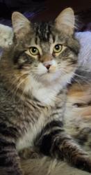 Lost Male Cat last seen 17th &Clinton st, Aurora, CO 80010