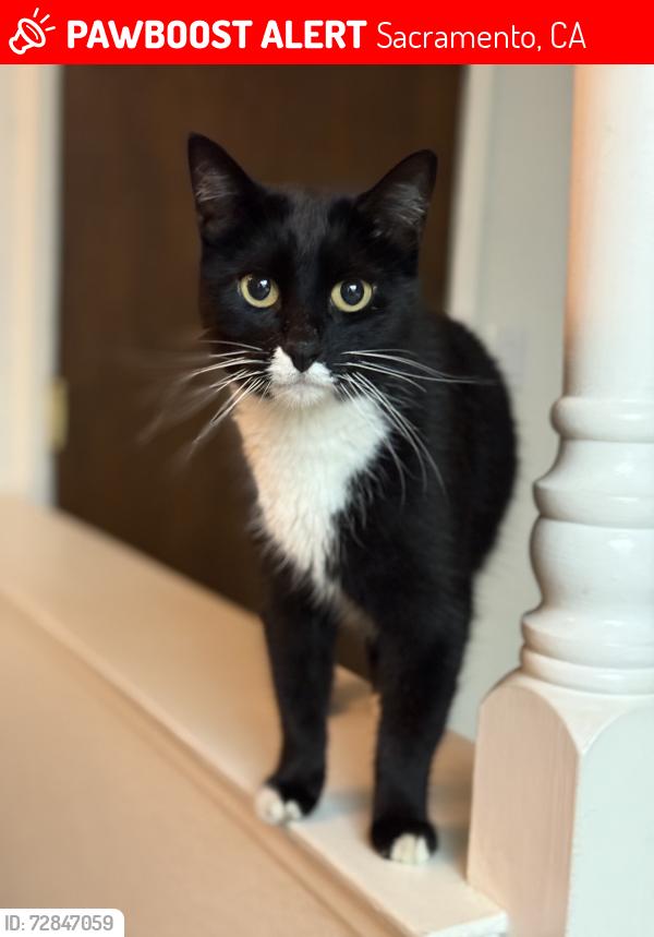 Lost Male Cat last seen Saturn Drive, Sacramento, CA 95827