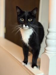 Lost Male Cat last seen Saturn Drive, Sacramento, CA 95827