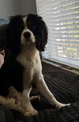 Lost Male Dog last seen Mottled owl rd/ snowbird, Brooksville, FL 34614