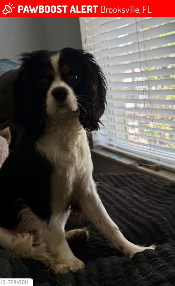 Lost Male Dog last seen Mottled owl rd/ snowbird, Brooksville, FL 34614