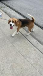 Found/Stray Male Dog last seen Marquette St & Havenwood, Arlington, TX 76018