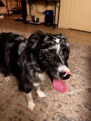 Found/Stray Female Dog last seen 9th ave and bragraw, Anchorage, AK 99508