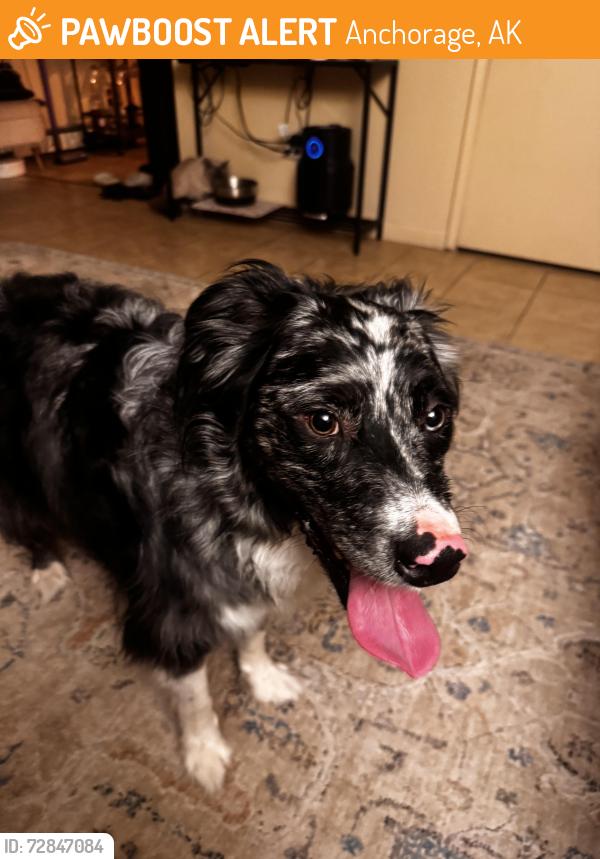 Found/Stray Female Dog last seen 9th ave and bragraw, Anchorage, AK 99508