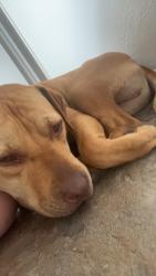 Lost Male Dog last seen Thomas Rd and 36th street , Phoenix, AZ 85018