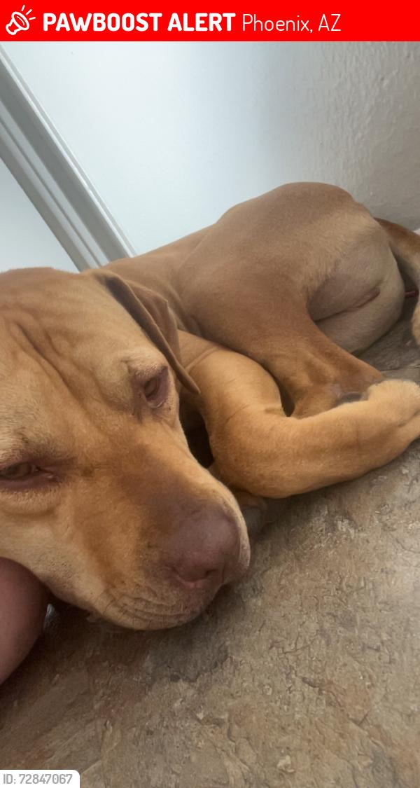 Lost Male Dog last seen Thomas Rd and 36th street , Phoenix, AZ 85018