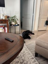 Lost Male Dog last seen Downtown Carrollton, Carrollton, TX 75006